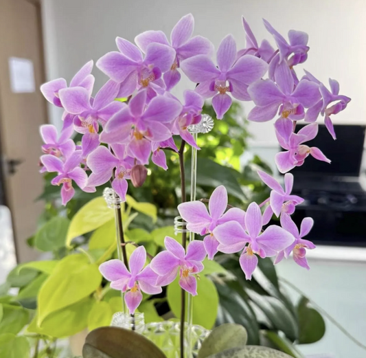 Phalaenopsis Veitchiana  - Near Blooming Size