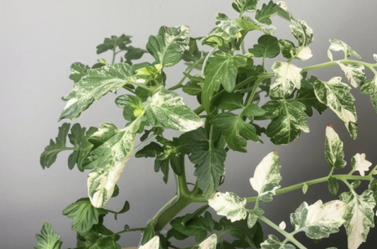 Variegated Cherry Tomato - Rare Heirloom