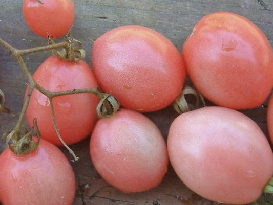 Thai Pink Egg Tomato - Rare Thai Heirloom Variety
