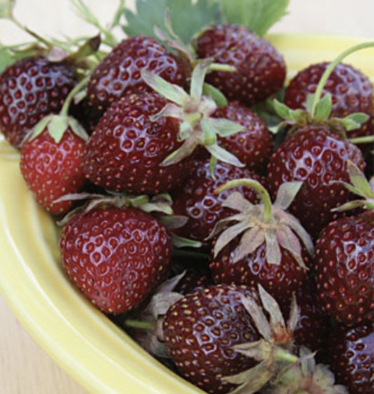 Strawberry 'Purple Wonder'