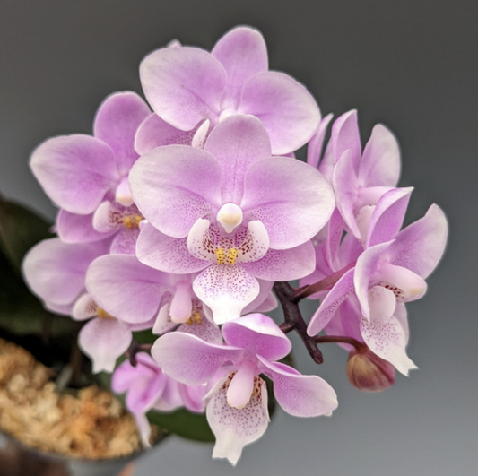 Phalaenopsis Jiaho's Pink Girl - Blooming Size