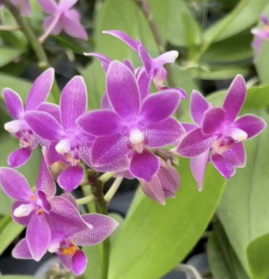 Phal. Equestris (22IT) x Phal. Meen Estrella