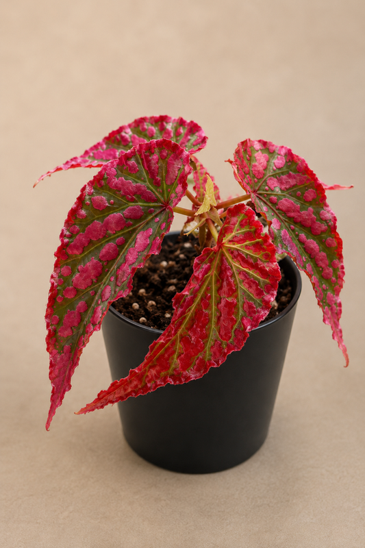 Begonia Pink Legacy