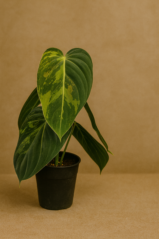 Philodendron Melanochrysum Variegated
