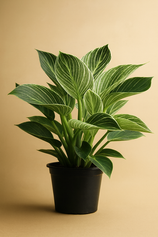 Philodendron Birkin