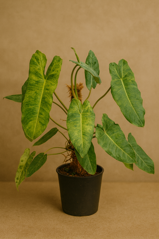 Philodendron ‘Paraiso Verde’ — Rare Marbled Variegation Aroid