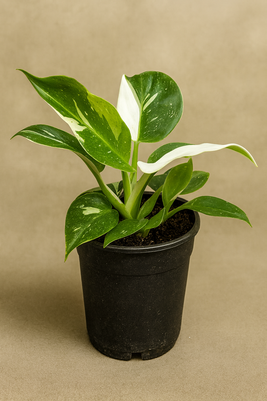 Philodendron ‘White Wizard’ — Rare White-Variegated Aroid
