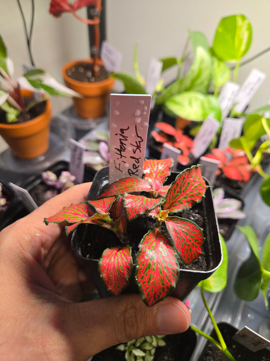 Fittonia Red Star