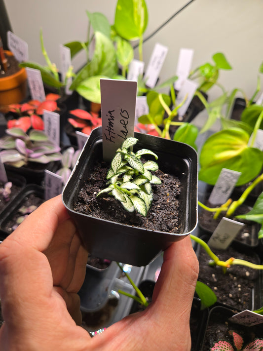 Fittonia Albivenis ‘Lovers’ 