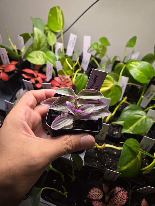 Tradescantia ‘Nanouk’ — Colorful Variegated Houseplant