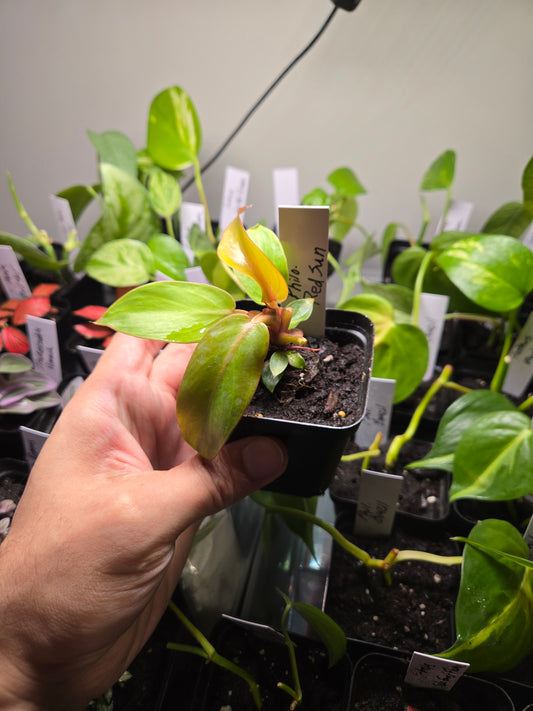 Philodendron Red Sun