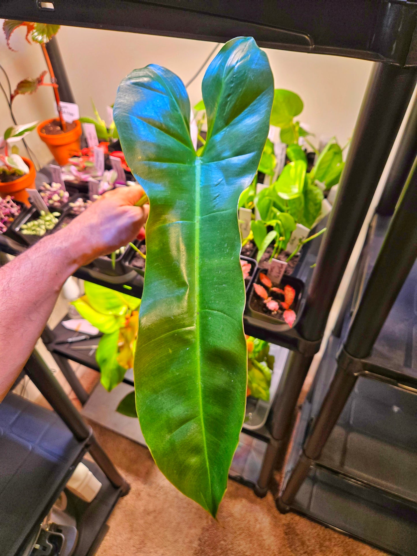 Philodendron Atabapoense — Rare Climbing Aroid