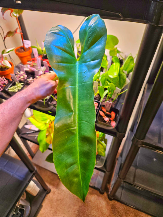 Philodendron Atabapoense — Rare Climbing Aroid